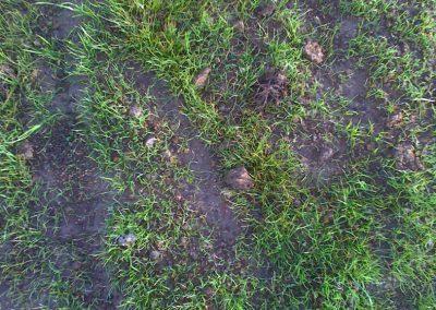 Approximately 40–60% grass strike: not stabilised.