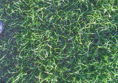 Approximately 90–100% grass strike: stabilised.